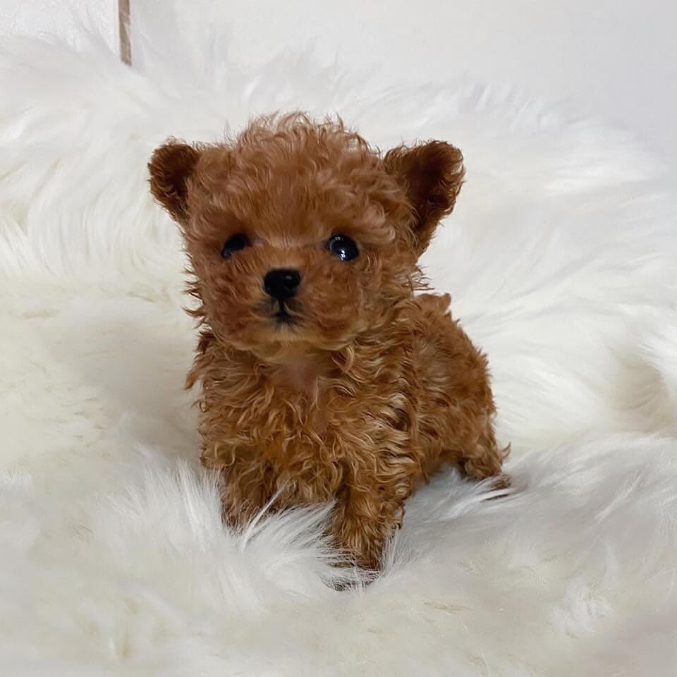 teacup_poodles_puppies_adopt-20230904-0004