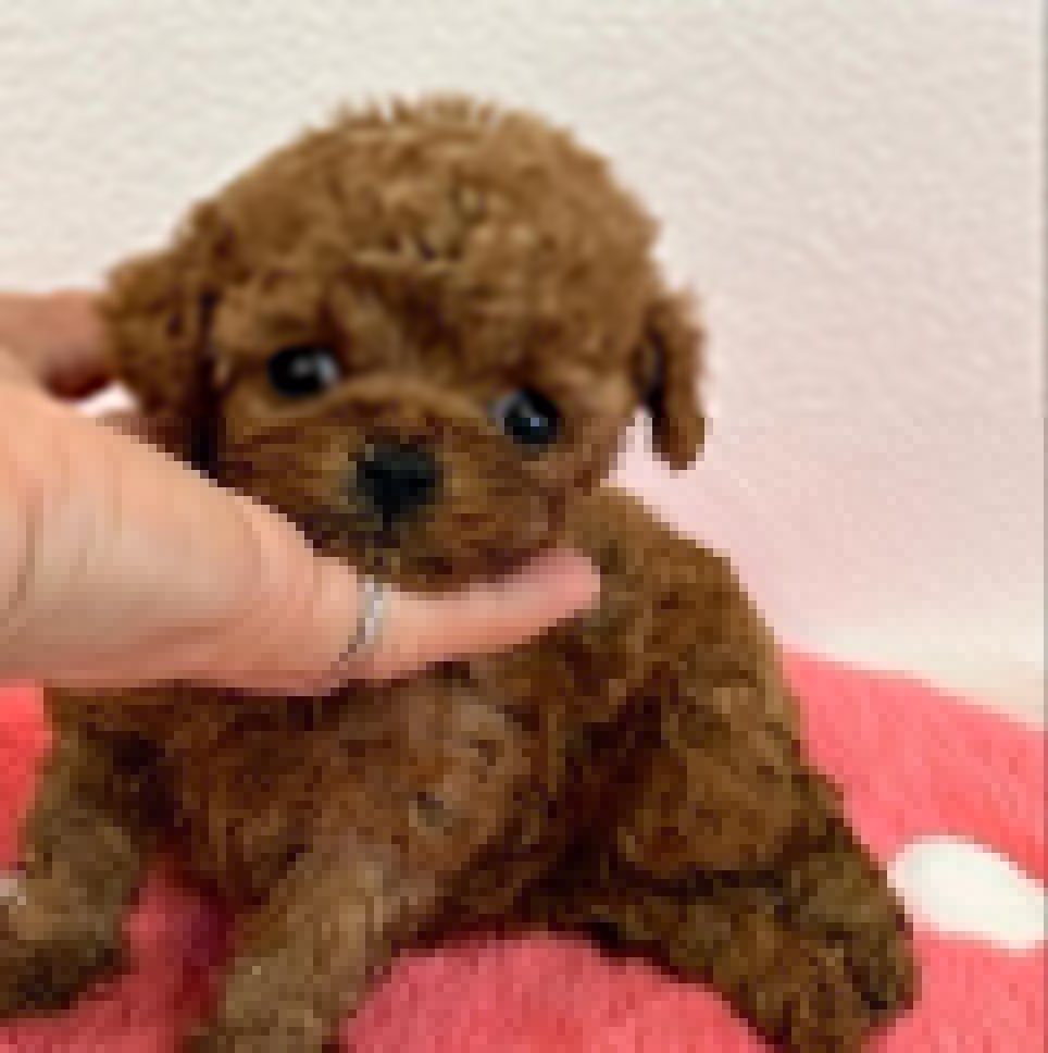 teacup_poodles_puppies_adopt-20230904-0005